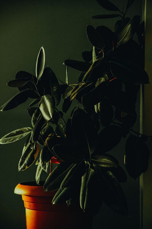 resized_19_api